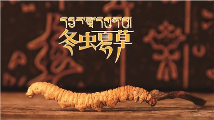 那曲新鮮冬蟲夏草什么時(shí)候采挖？